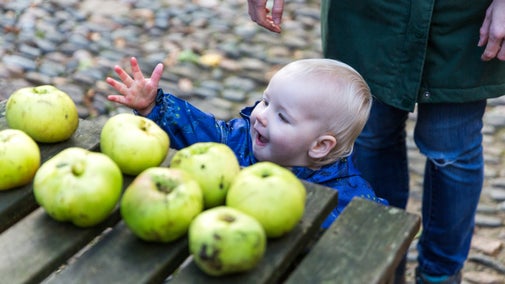 A child reaches up to touch one of several apples laid out on a bench outside
